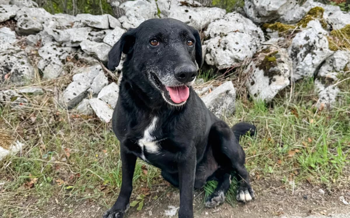 Dino, male senior Mixed Breed for adoption at Fellnasen Stuttgart e.V., Stuttgart