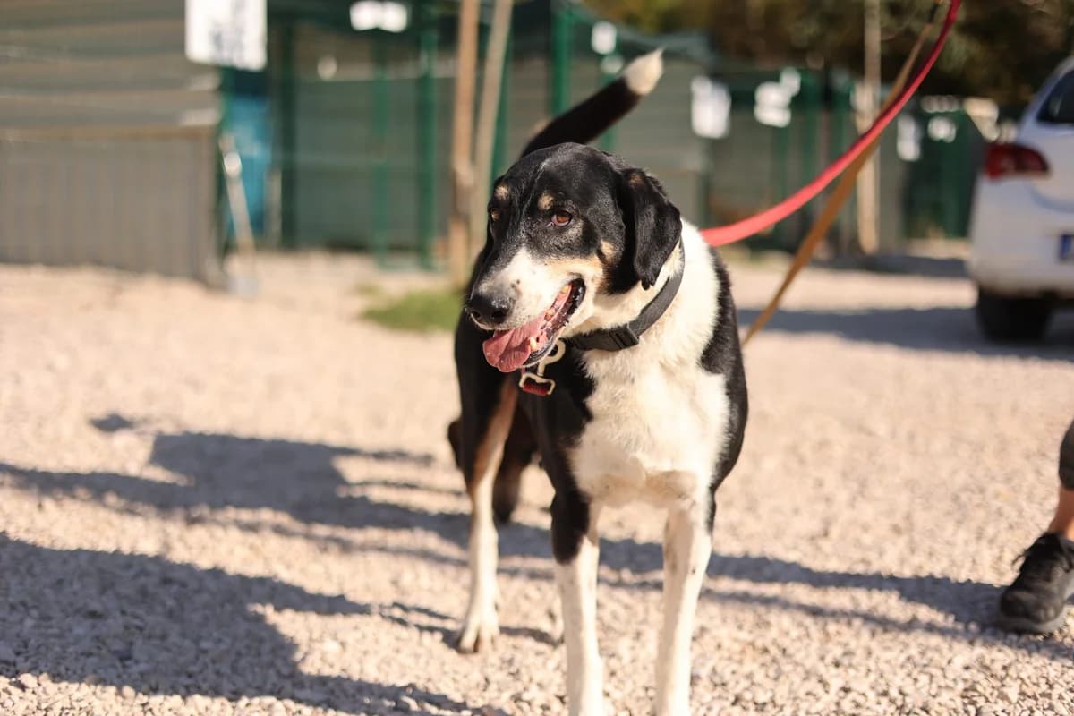 Dole, male senior Mixed Breed for adoption at Fellnasen Stuttgart e.V., Stuttgart