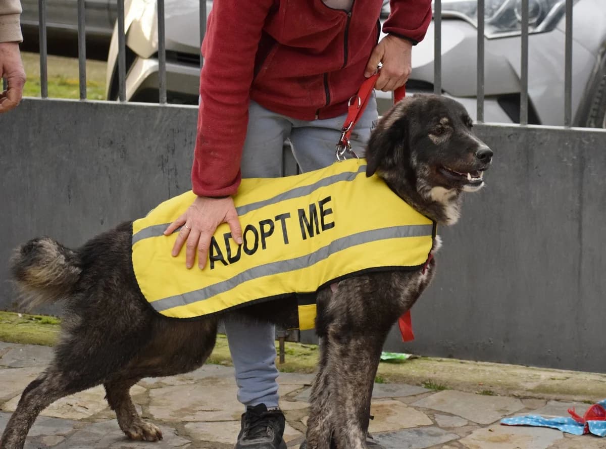 Elsa, female young Mixed Breed for adoption at Fellnasen Stuttgart e.V., Stuttgart