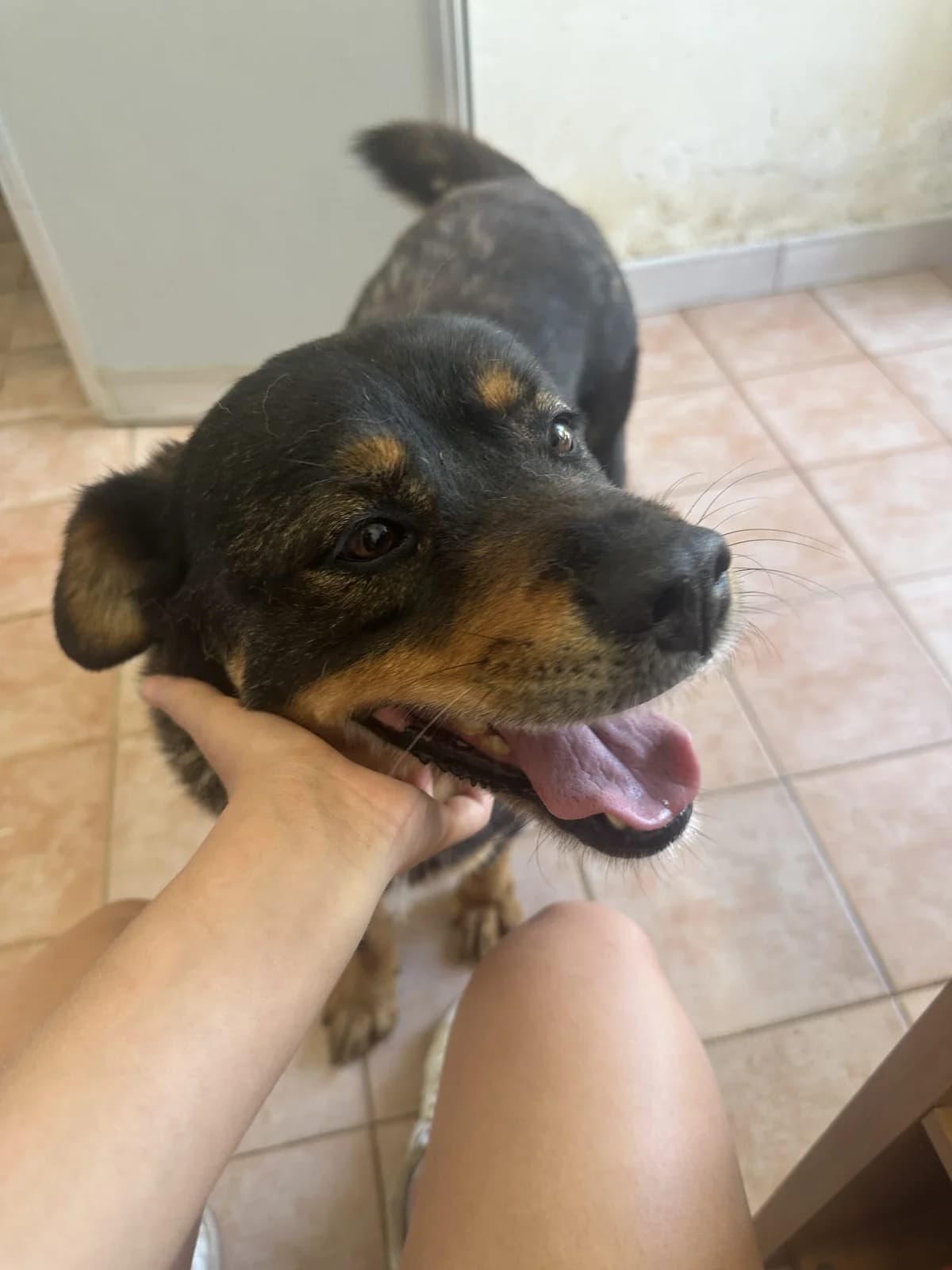 Emmy, female 5yo Mixed Breed for adoption at Fellnasen Stuttgart e.V., Stuttgart