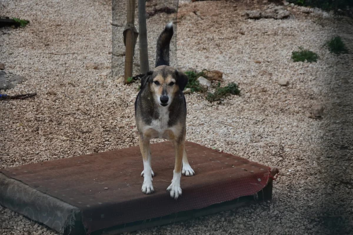 Eni, female senior Mixed Breed for adoption at Fellnasen Stuttgart e.V., Stuttgart