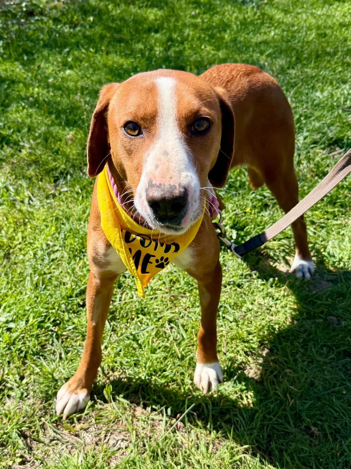 Flora, female young Mixed Breed for adoption at Fellnasen Stuttgart e.V., Stuttgart