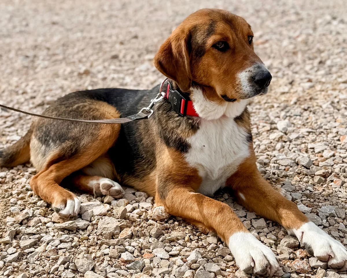 Frenky, male young Mixed Breed for adoption at Fellnasen Stuttgart e.V., Stuttgart