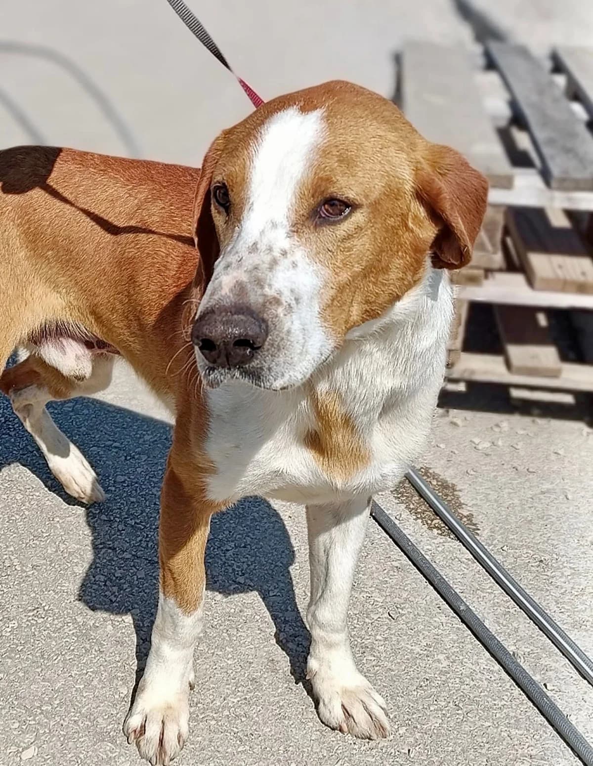 Gus, male 3yo Mixed Breed for adoption at Fellnasen Stuttgart e.V., Stuttgart