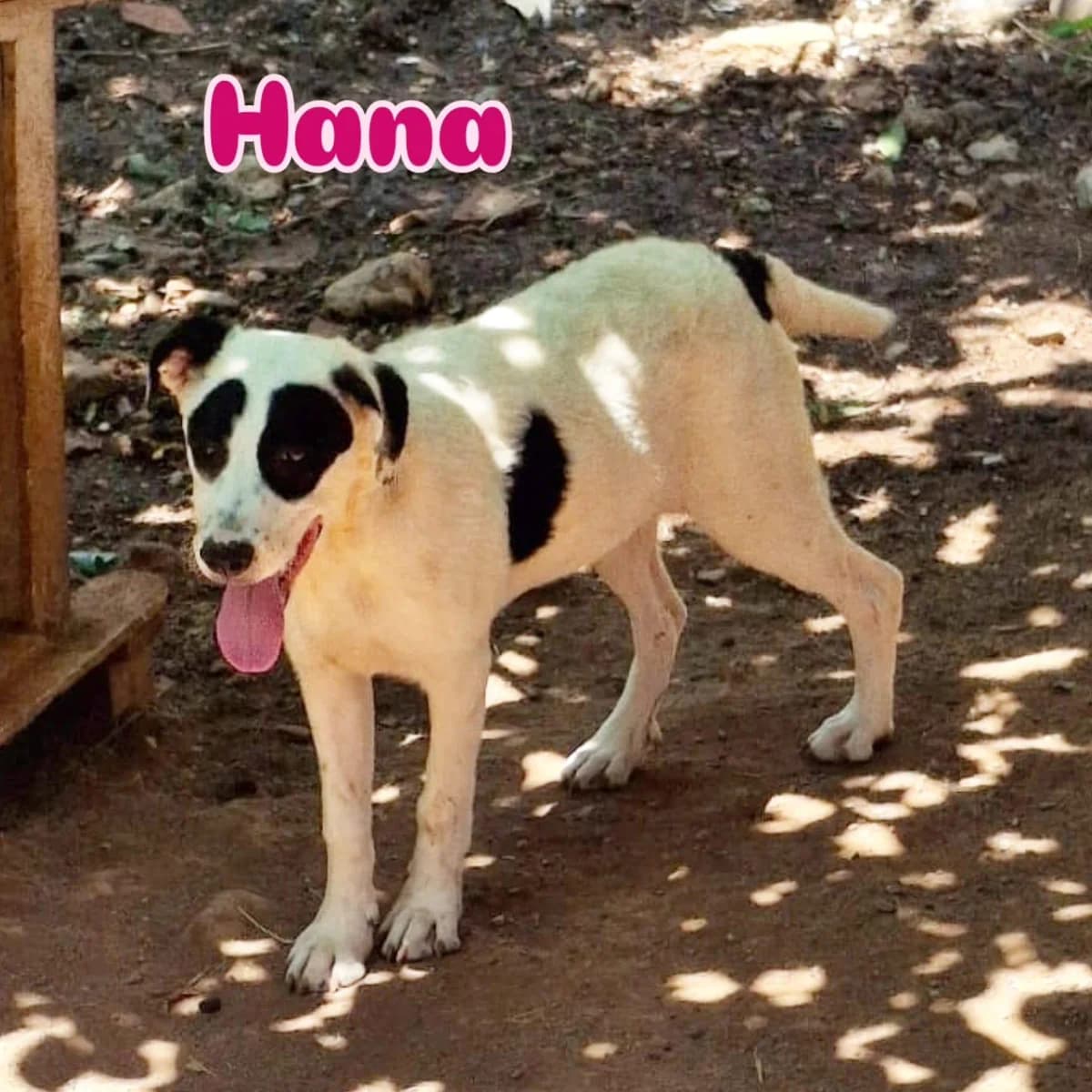 Hana, female young Mixed Breed for adoption at Fellnasen Stuttgart e.V., Stuttgart