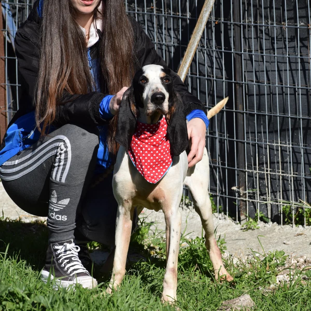 Hektor, male 4yo Mixed Breed for adoption at Fellnasen Stuttgart e.V., Stuttgart
