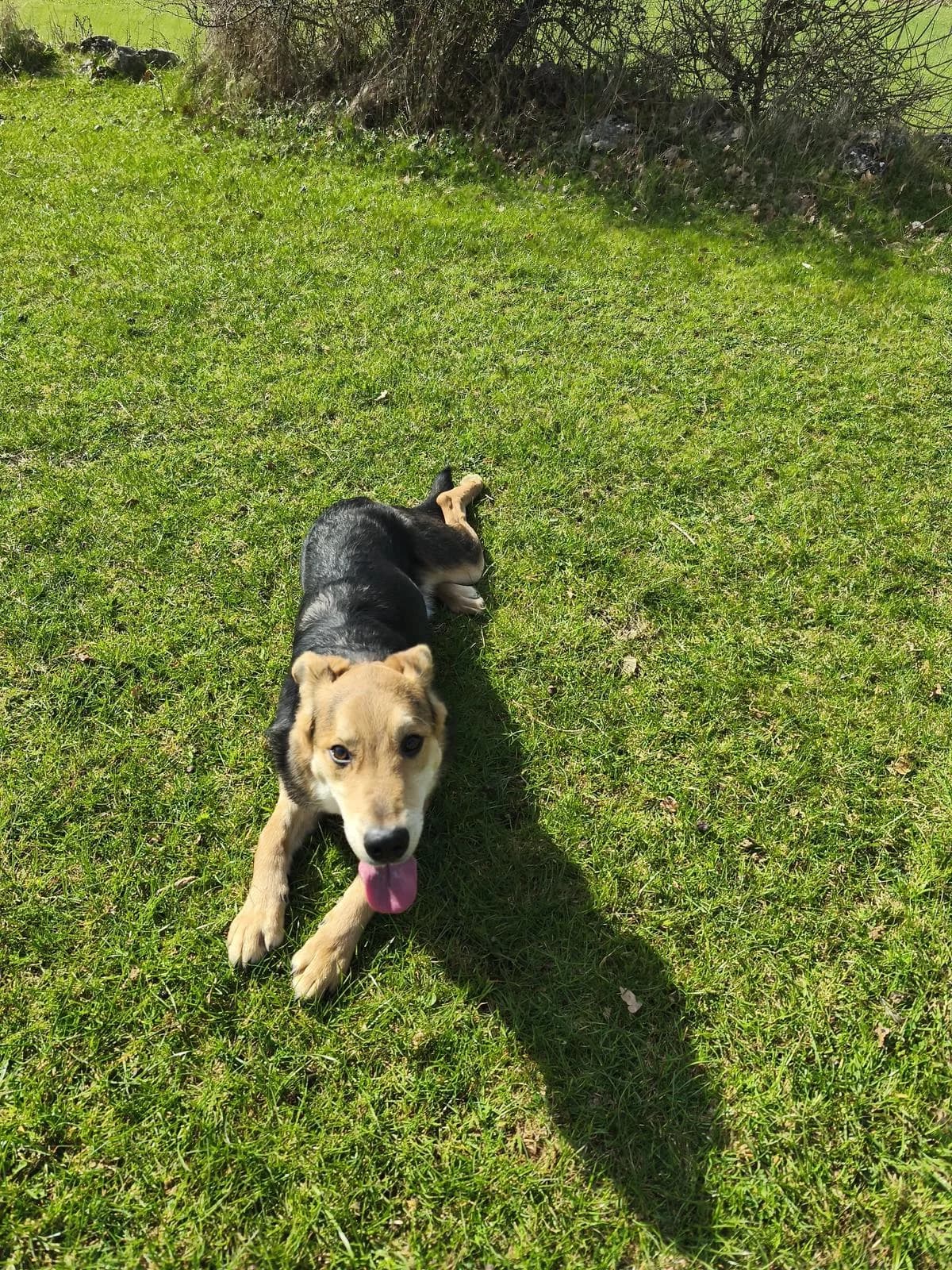 Hogan, Mixed Breed (Fellnasen Stuttgart e.V.)