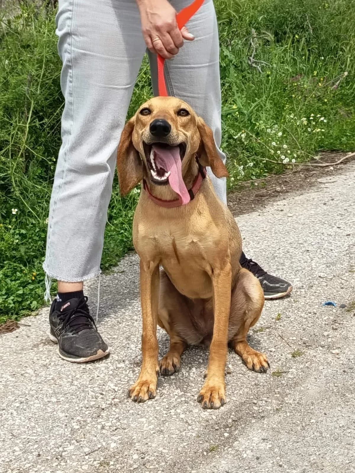 Honey, Mixed Breed (Fellnasen Stuttgart e.V.)