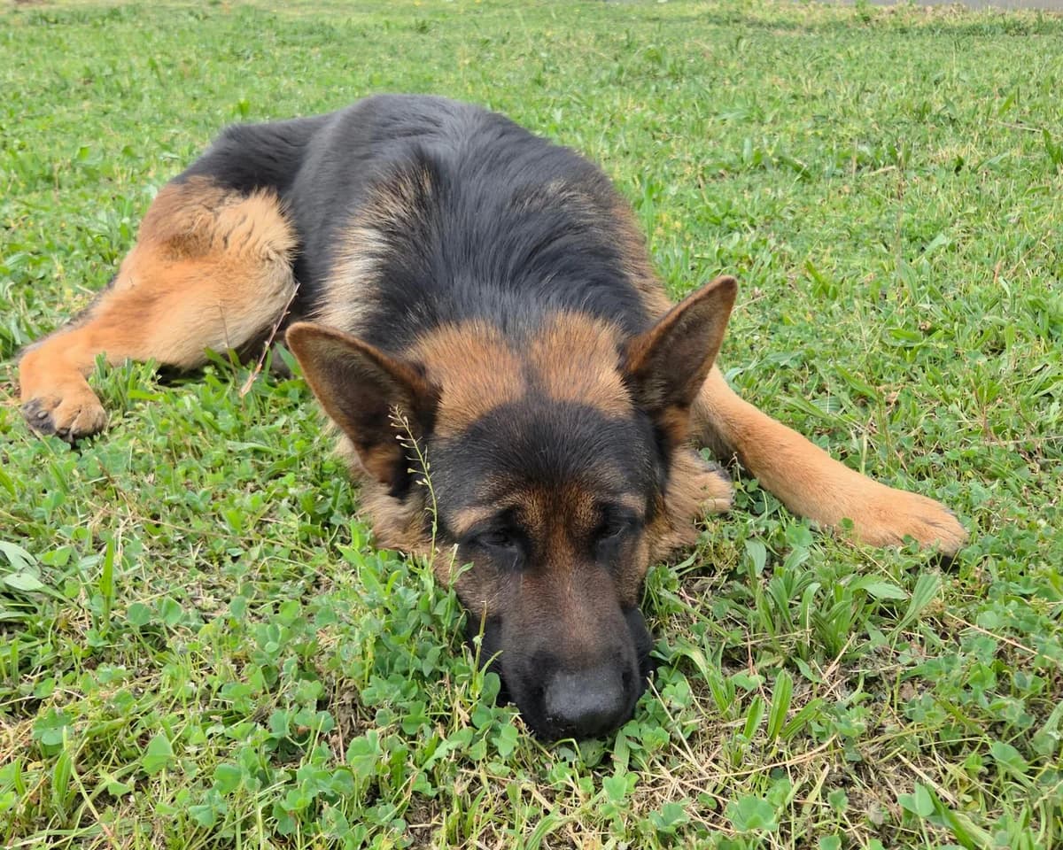 Hus, male 5yo Mixed Breed for adoption at Fellnasen Stuttgart e.V., Stuttgart
