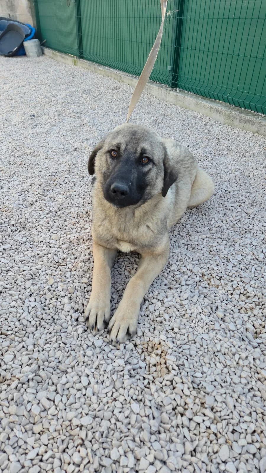 Isa, female young Mixed Breed for adoption at Fellnasen Stuttgart e.V., Stuttgart
