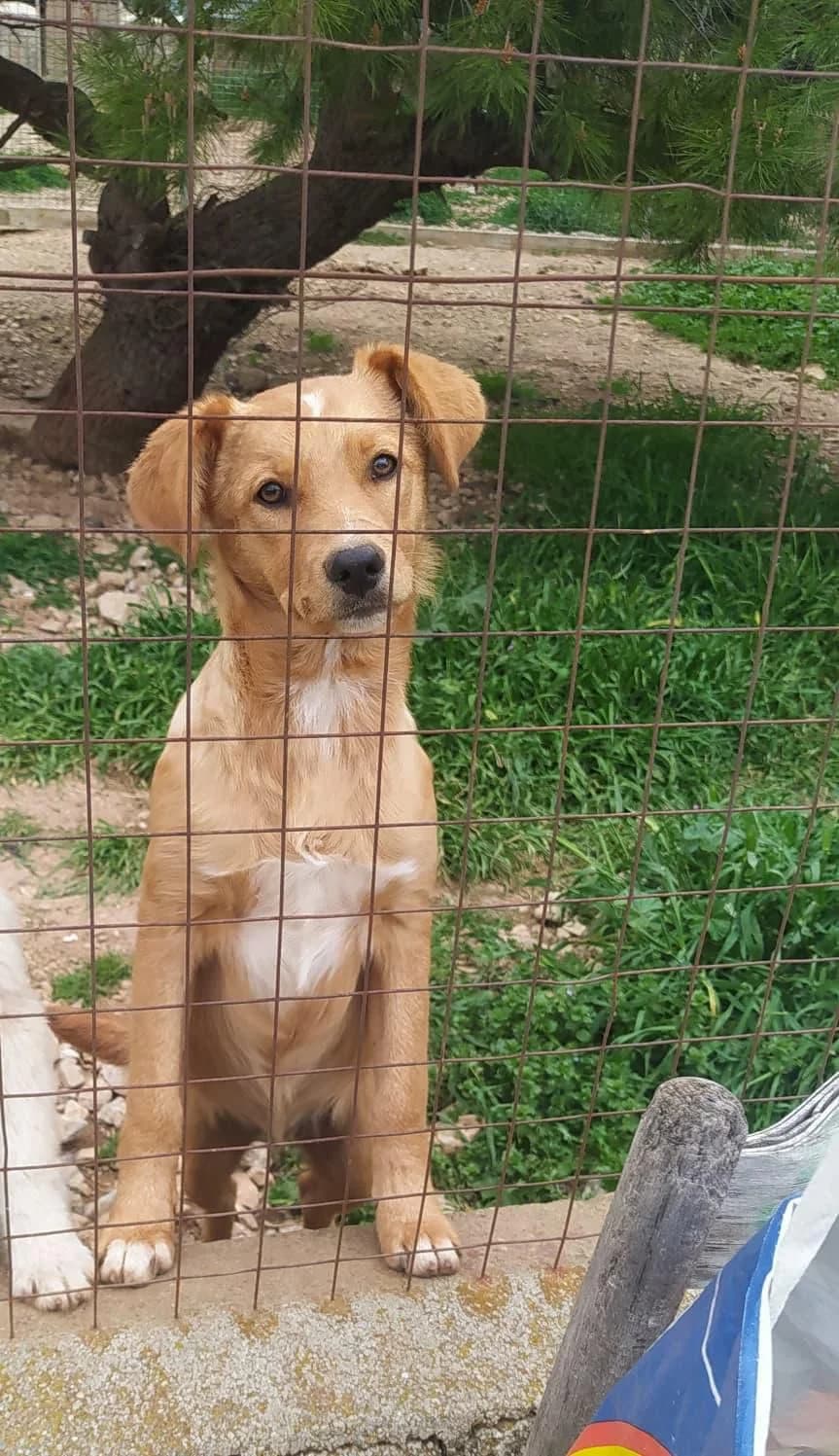 Joseph, male puppy Mixed Breed for adoption at Fellnasen Stuttgart e.V., Stuttgart