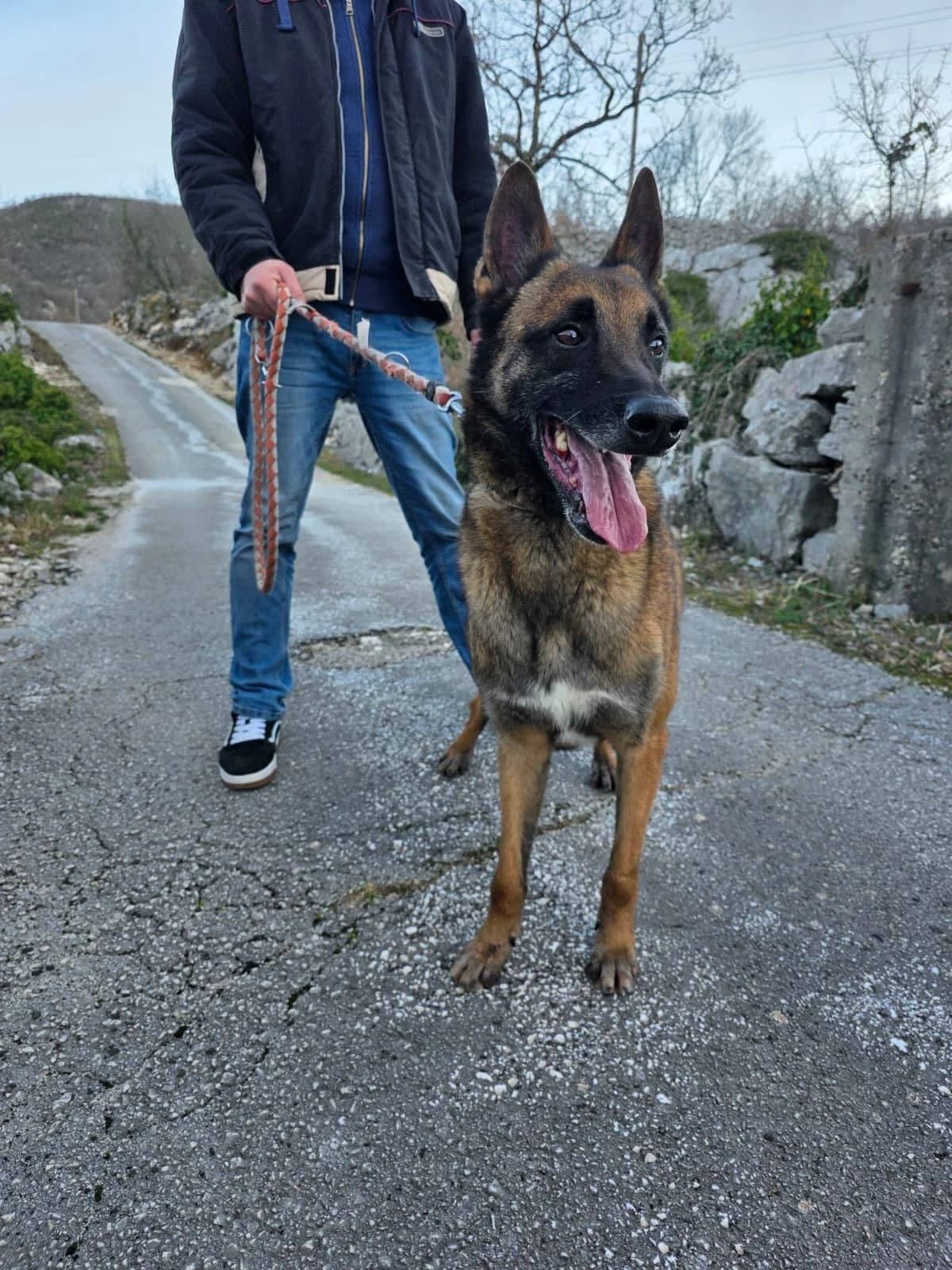Jozo, male senior Mixed Breed for adoption at Fellnasen Stuttgart e.V., Stuttgart