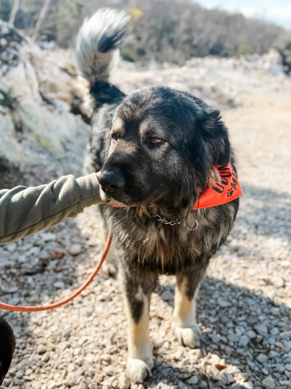 Kai, male young Mixed Breed for adoption at Fellnasen Stuttgart e.V., Stuttgart