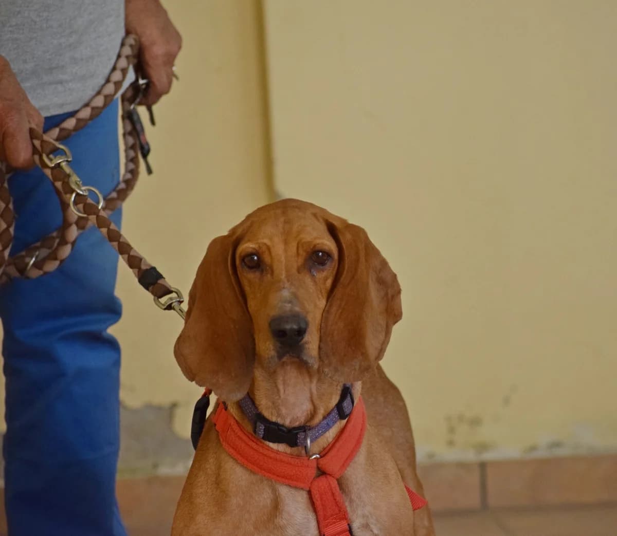 Kanela, female 4yo Mixed Breed for adoption at Fellnasen Stuttgart e.V., Stuttgart