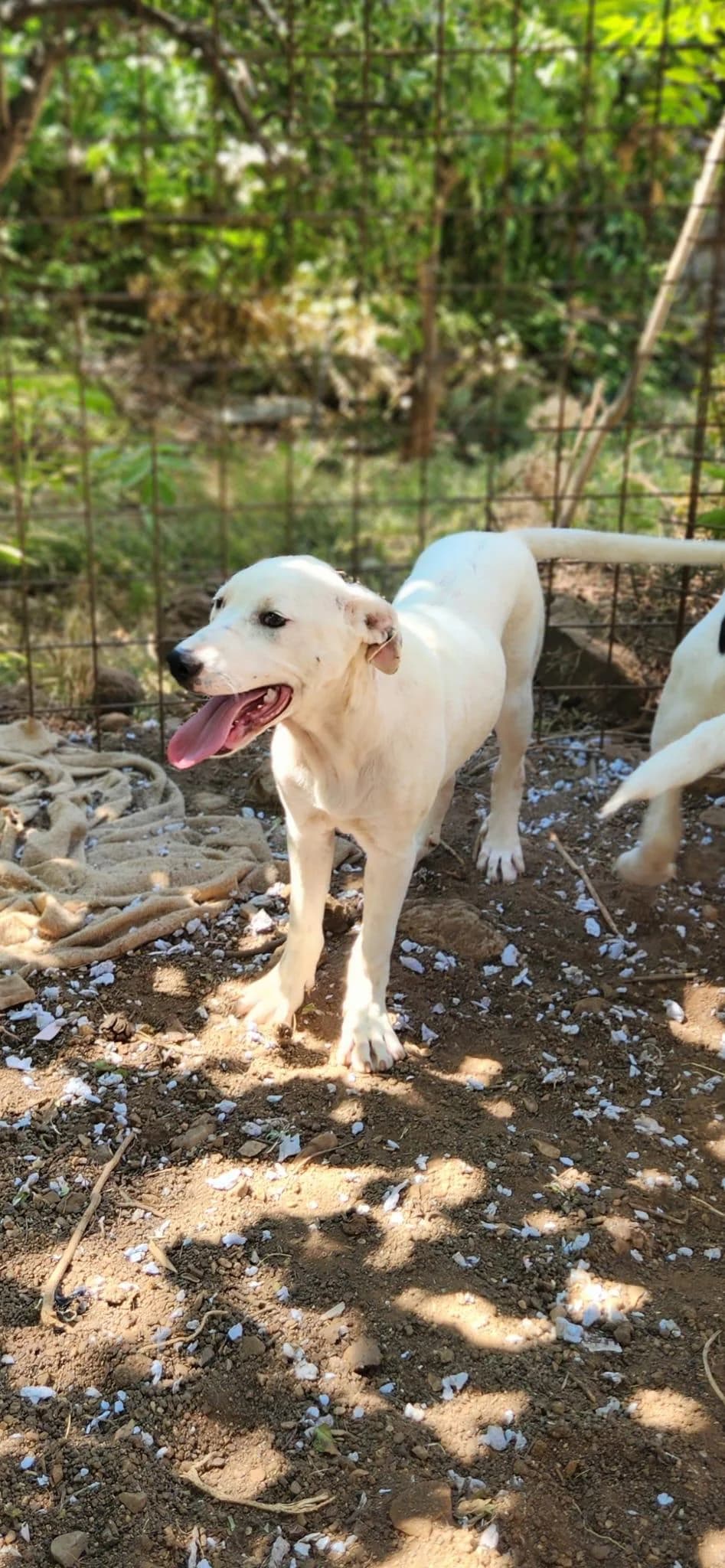 Karima, female young Mixed Breed for adoption at Fellnasen Stuttgart e.V., Stuttgart