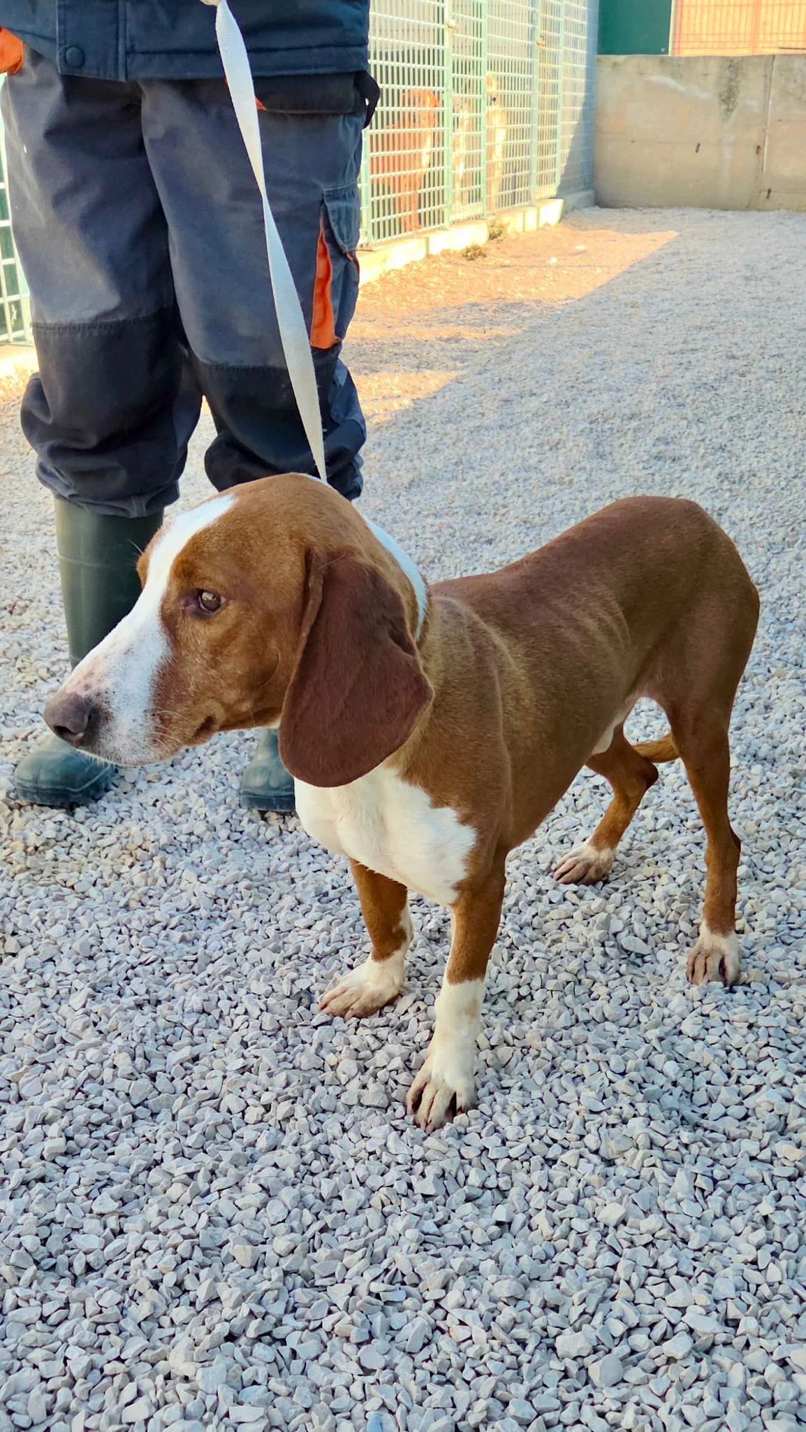 Kenzo, male young Mixed Breed for adoption at Fellnasen Stuttgart e.V., Stuttgart