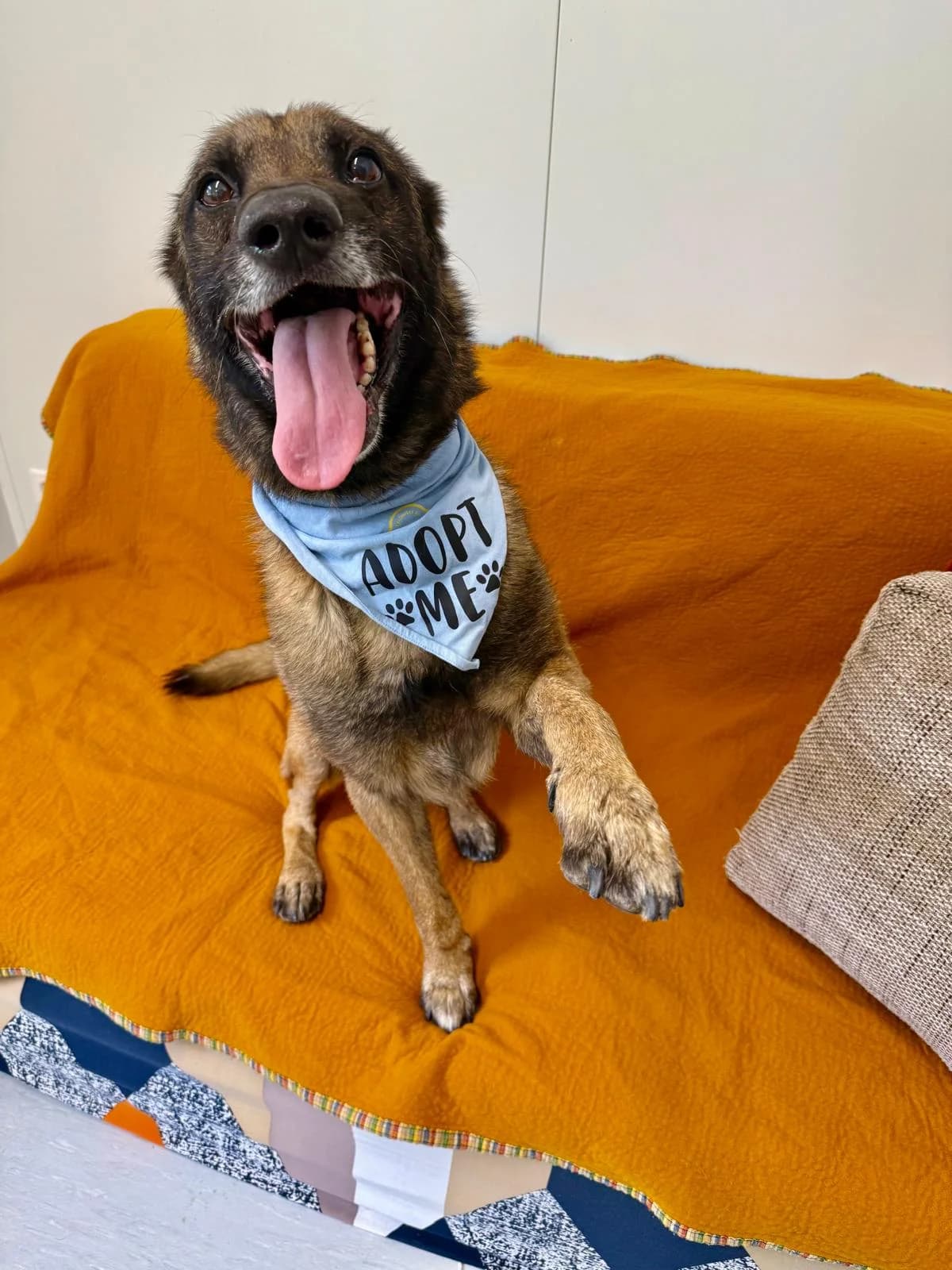 Kogo, Mixed Breed (Fellnasen Stuttgart e.V.)