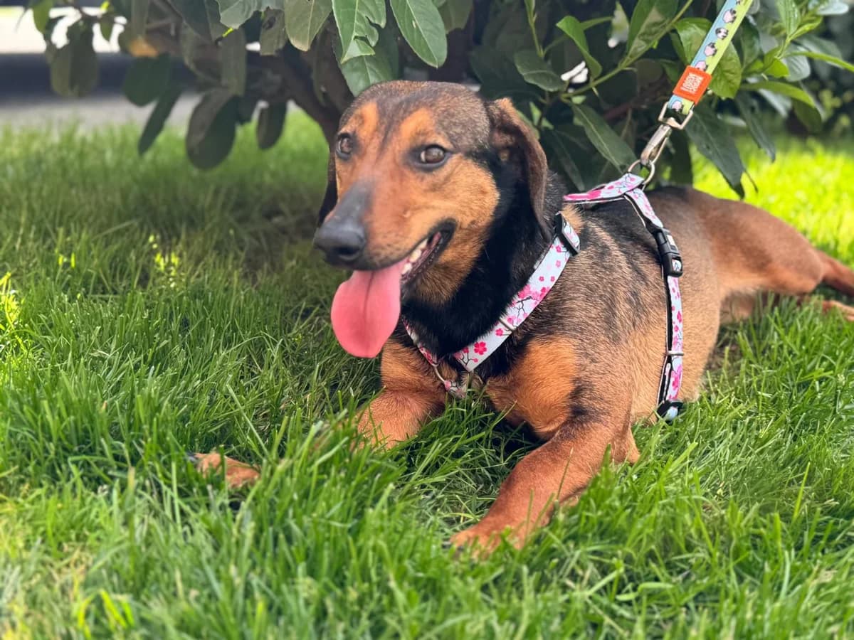 Lea, female 3yo Mixed Breed for adoption at Fellnasen Stuttgart e.V., Stuttgart