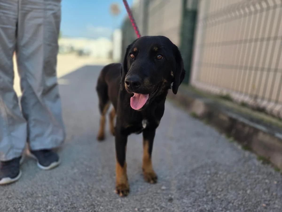 Lena, female young Mixed Breed for adoption at Fellnasen Stuttgart e.V., Stuttgart