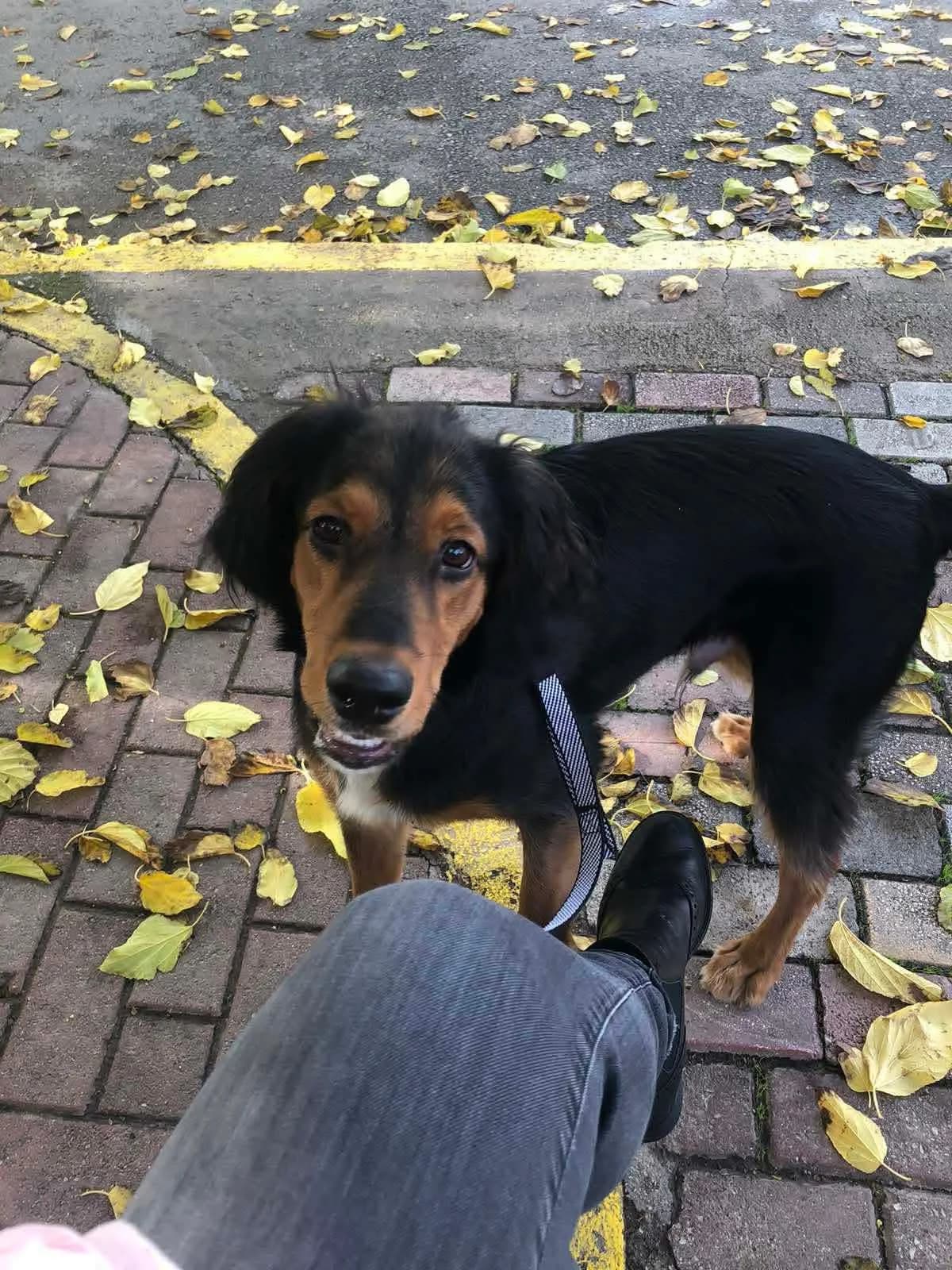 Lio, male young Mixed Breed for adoption at Fellnasen Stuttgart e.V., Stuttgart