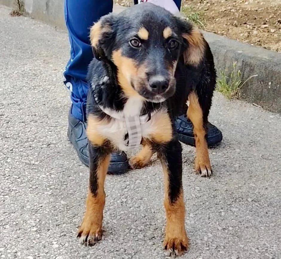 Lola2, Mixed Breed (Fellnasen Stuttgart e.V.)