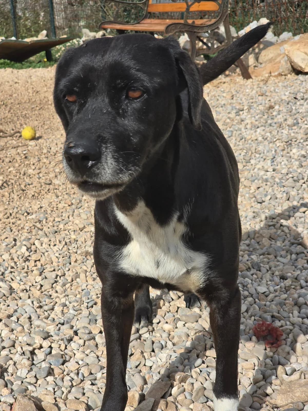 Luna, Mixed Breed (Fellnasen Stuttgart e.V.)
