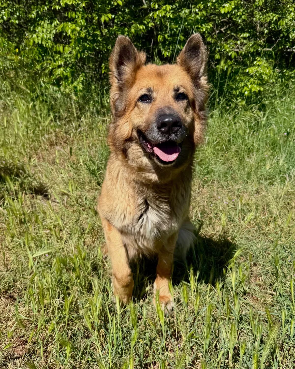 Maja, female senior Mixed Breed for adoption at Fellnasen Stuttgart e.V., Stuttgart
