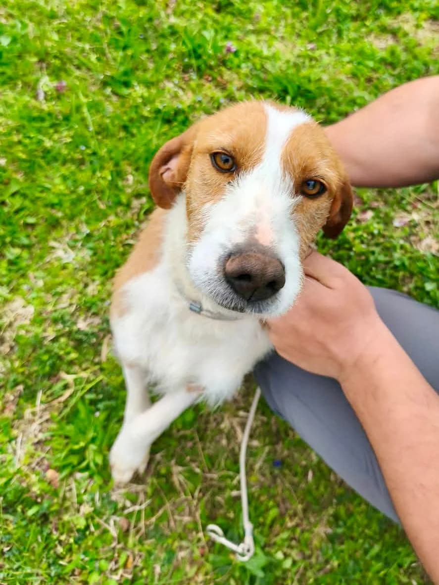 Marlen, Mixed Breed (Fellnasen Stuttgart e.V.)