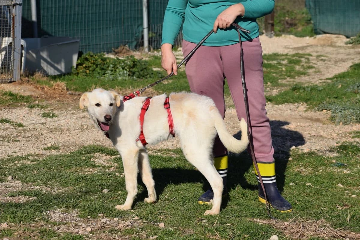 Marlo, male young Mixed Breed for adoption at Fellnasen Stuttgart e.V., Stuttgart