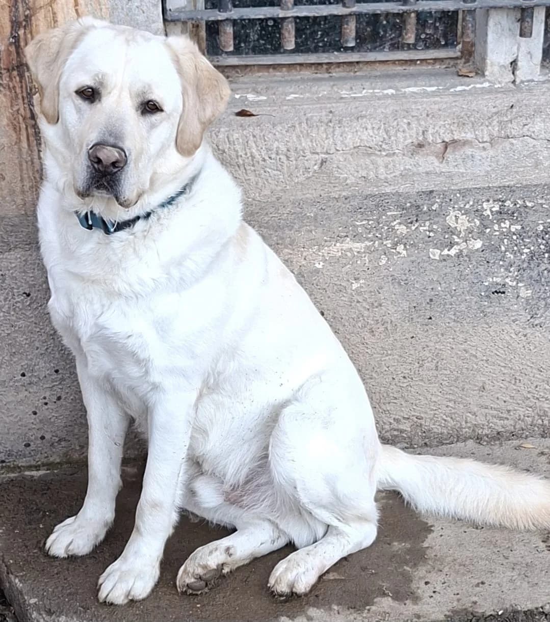 Marlon, male 3yo Mixed Breed for adoption at Fellnasen Stuttgart e.V., Stuttgart