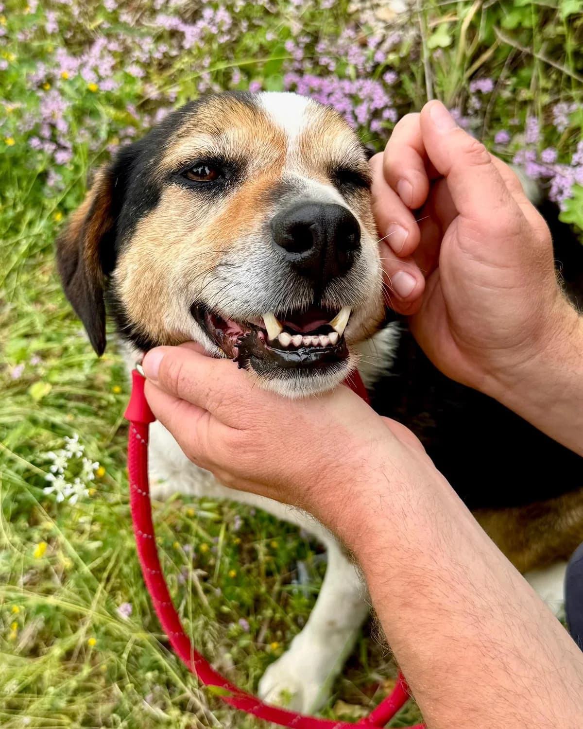 Meri, Mixed Breed (Fellnasen Stuttgart e.V.)