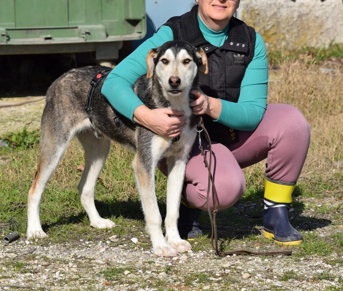 Mika, male young Mixed Breed for adoption at Fellnasen Stuttgart e.V., Stuttgart