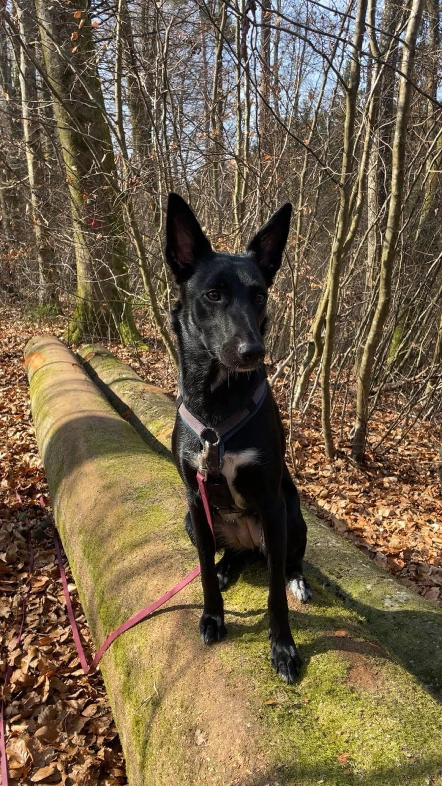 Mila, female young Mixed Breed for adoption at Fellnasen Stuttgart e.V., Stuttgart
