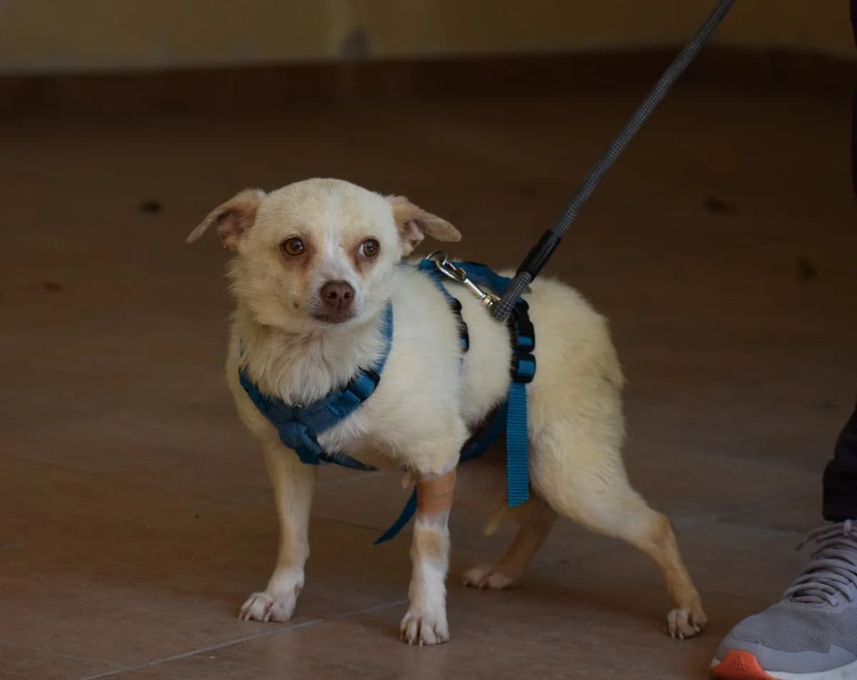 Miley, Mixed Breed (Fellnasen Stuttgart e.V.)