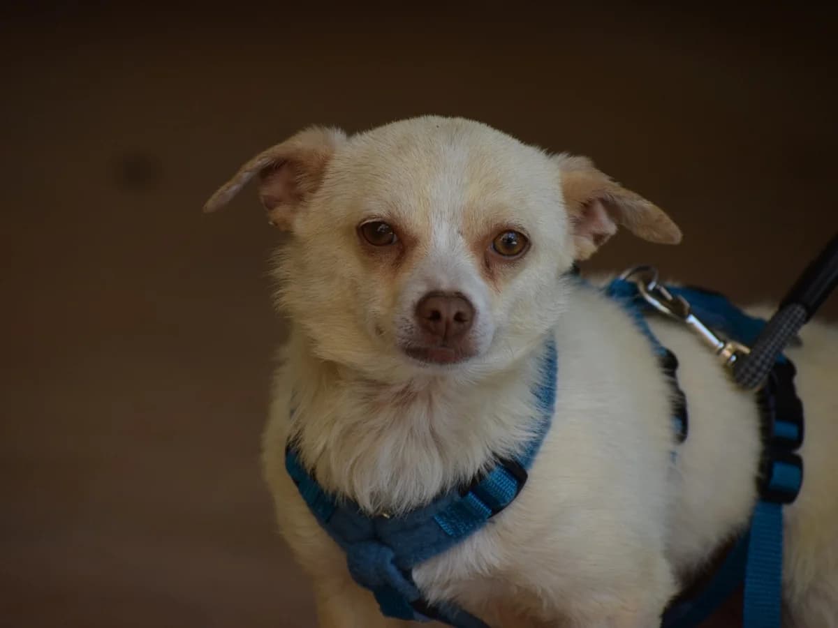 Miley, Mixed Breed for adoption at Fellnasen Stuttgart e.V., Stuttgart