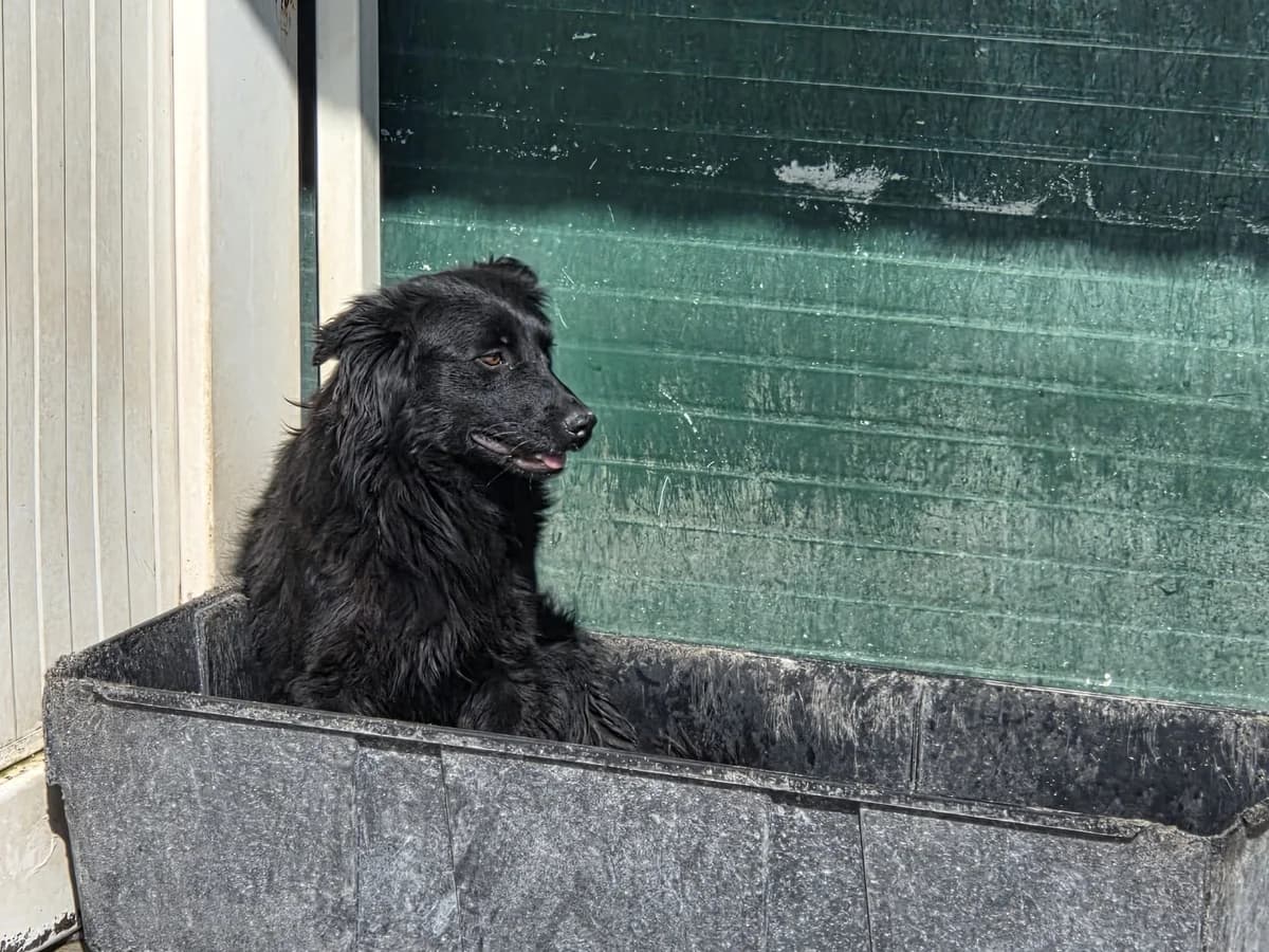 Mima, female young Mixed Breed for adoption at Fellnasen Stuttgart e.V., Stuttgart