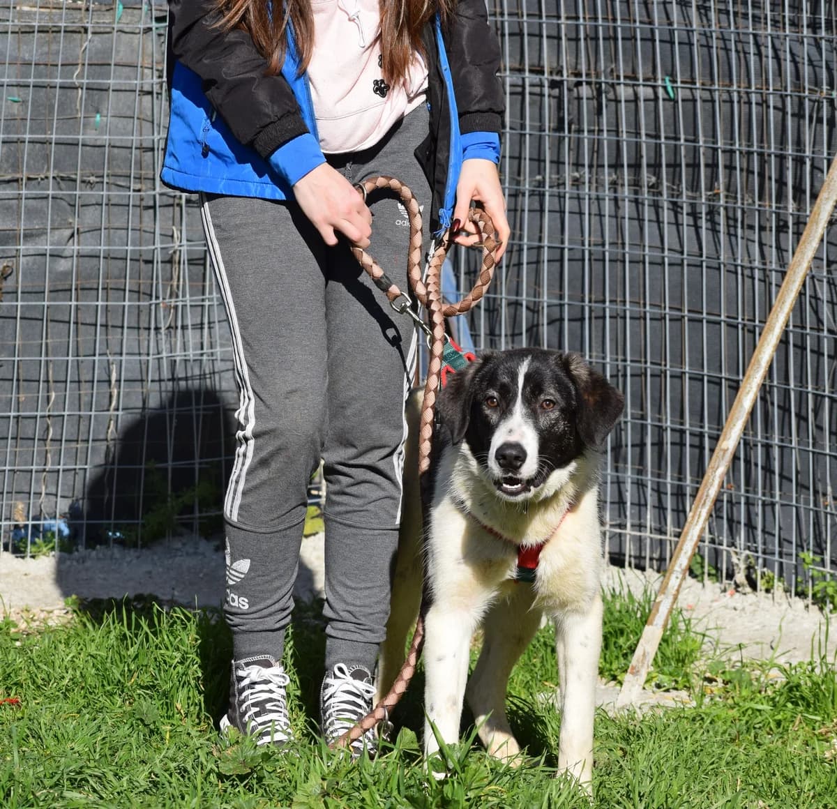 Mirta, female young Mixed Breed for adoption at Fellnasen Stuttgart e.V., Stuttgart