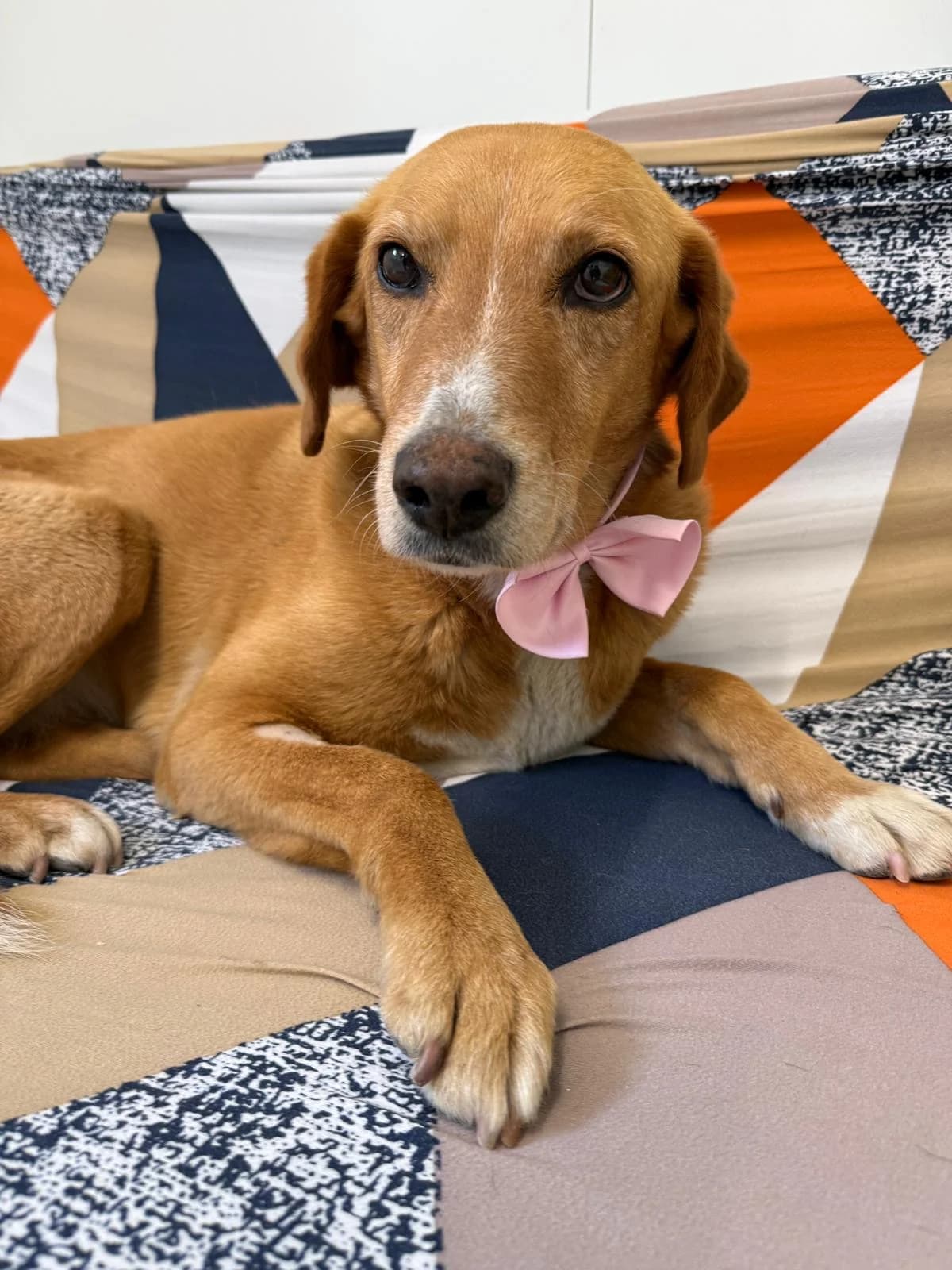 Moon, female 4yo Mixed Breed for adoption at Fellnasen Stuttgart e.V., Stuttgart