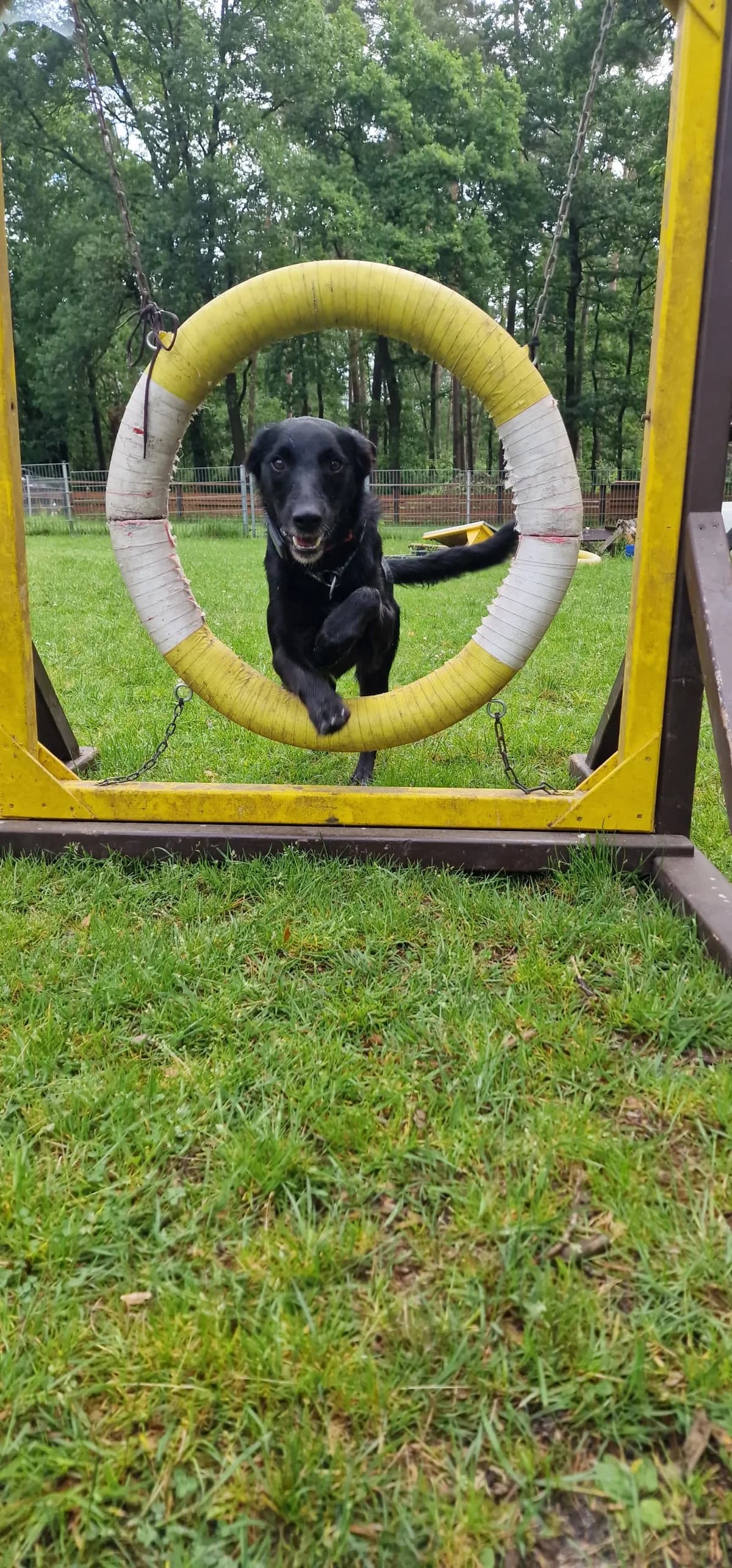 Moro,  4yo Mixed Breed for adoption at Fellnasen Stuttgart e.V., Stuttgart