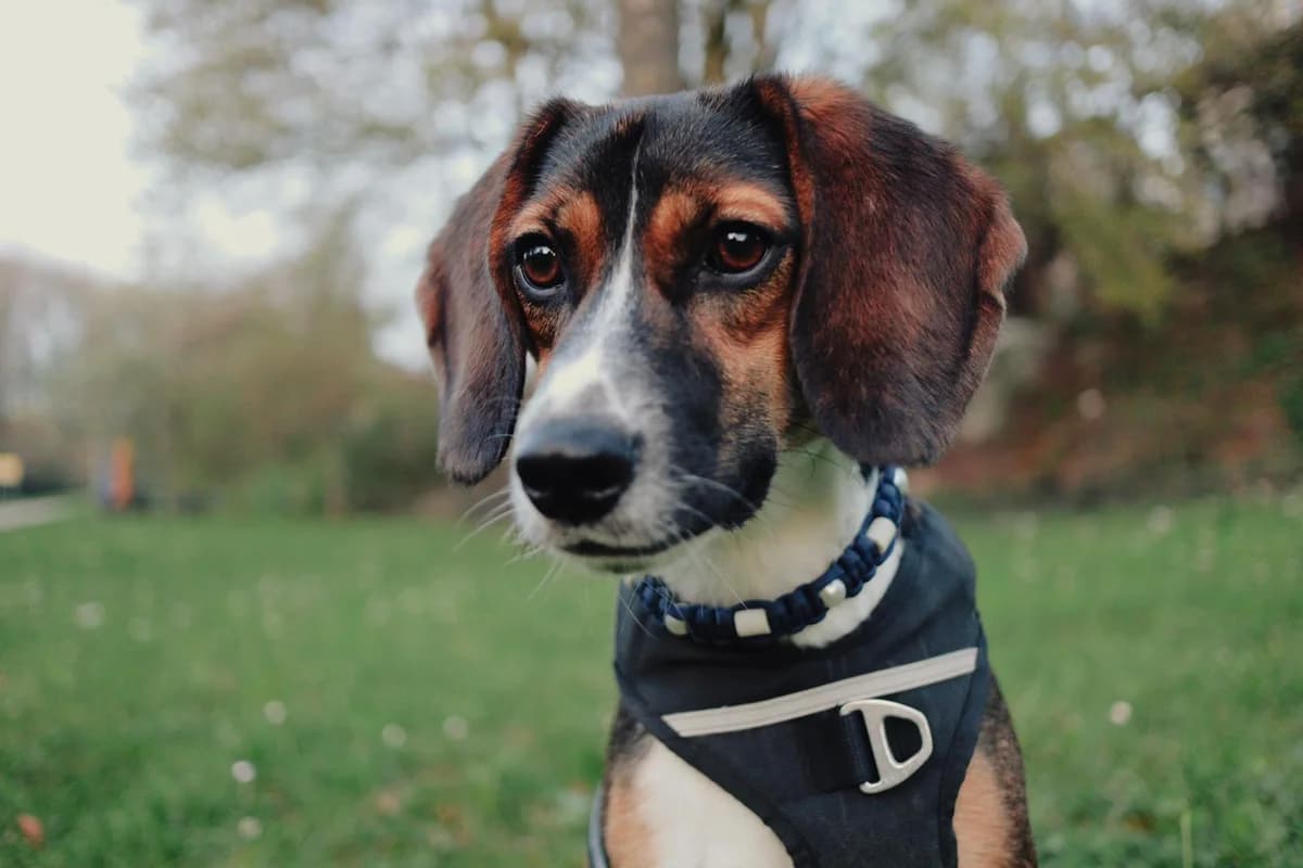 Nala, female young Mixed Breed for adoption at Fellnasen Stuttgart e.V., Stuttgart