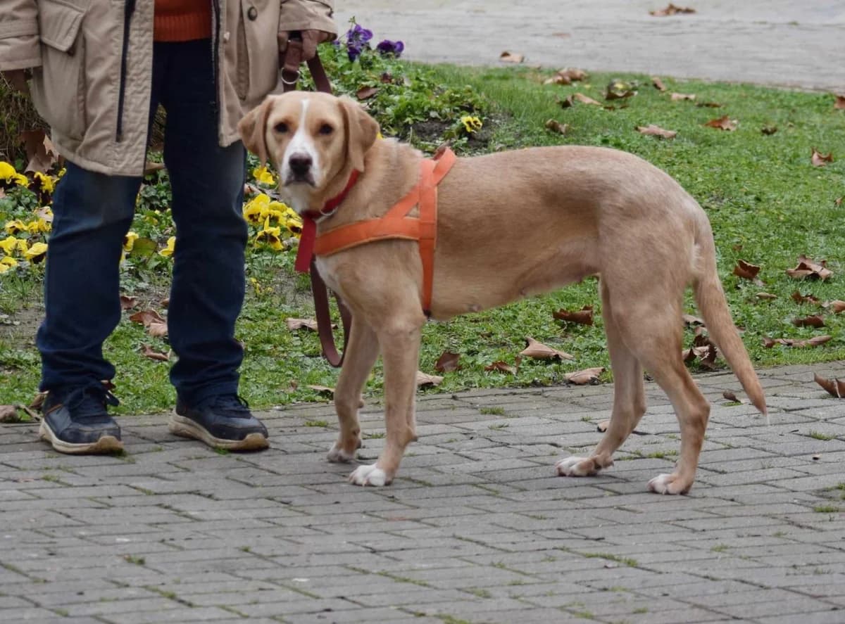 Nella, female 5yo Mixed Breed for adoption at Fellnasen Stuttgart e.V., Stuttgart