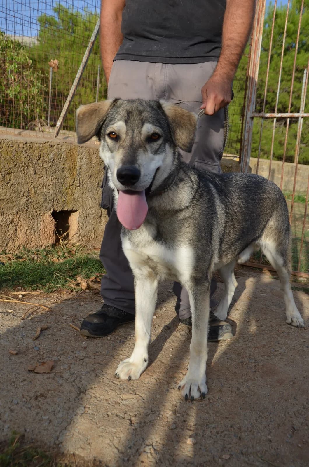 Newton,  5yo Mixed Breed for adoption at Fellnasen Stuttgart e.V., Stuttgart