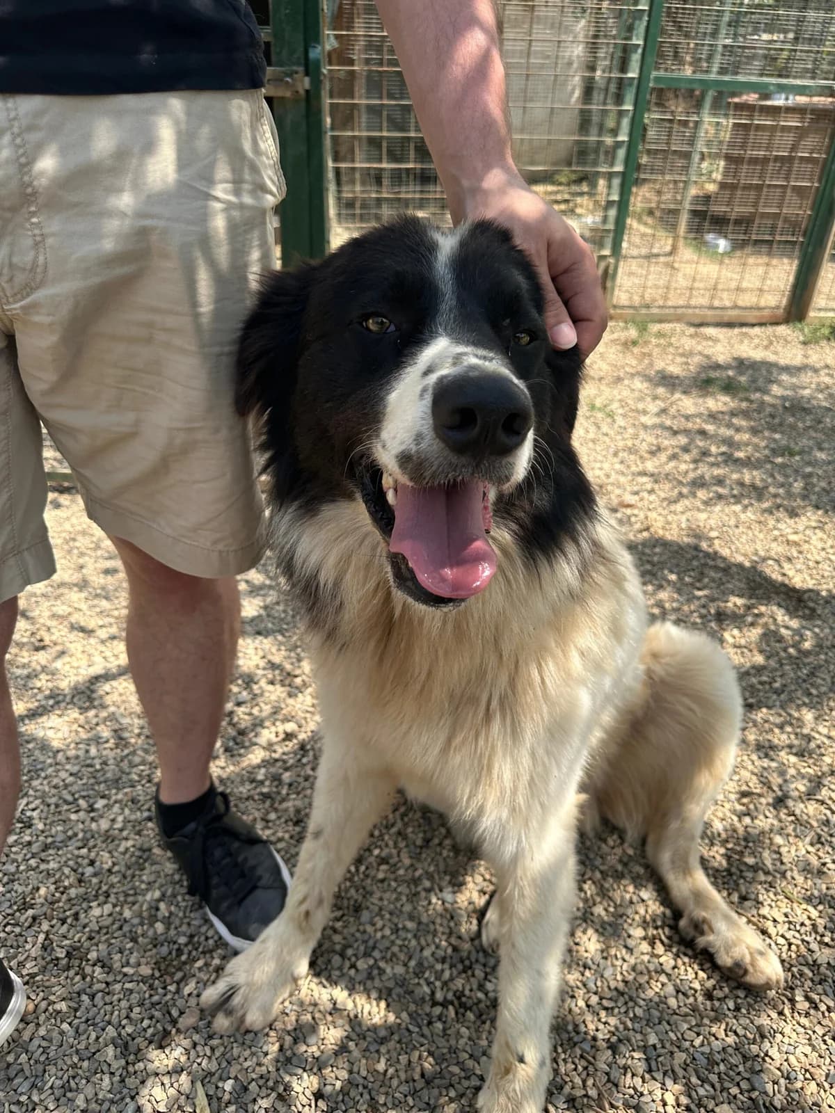 Oreo, male Mixed Breed for adoption at Fellnasen Stuttgart e.V., Stuttgart