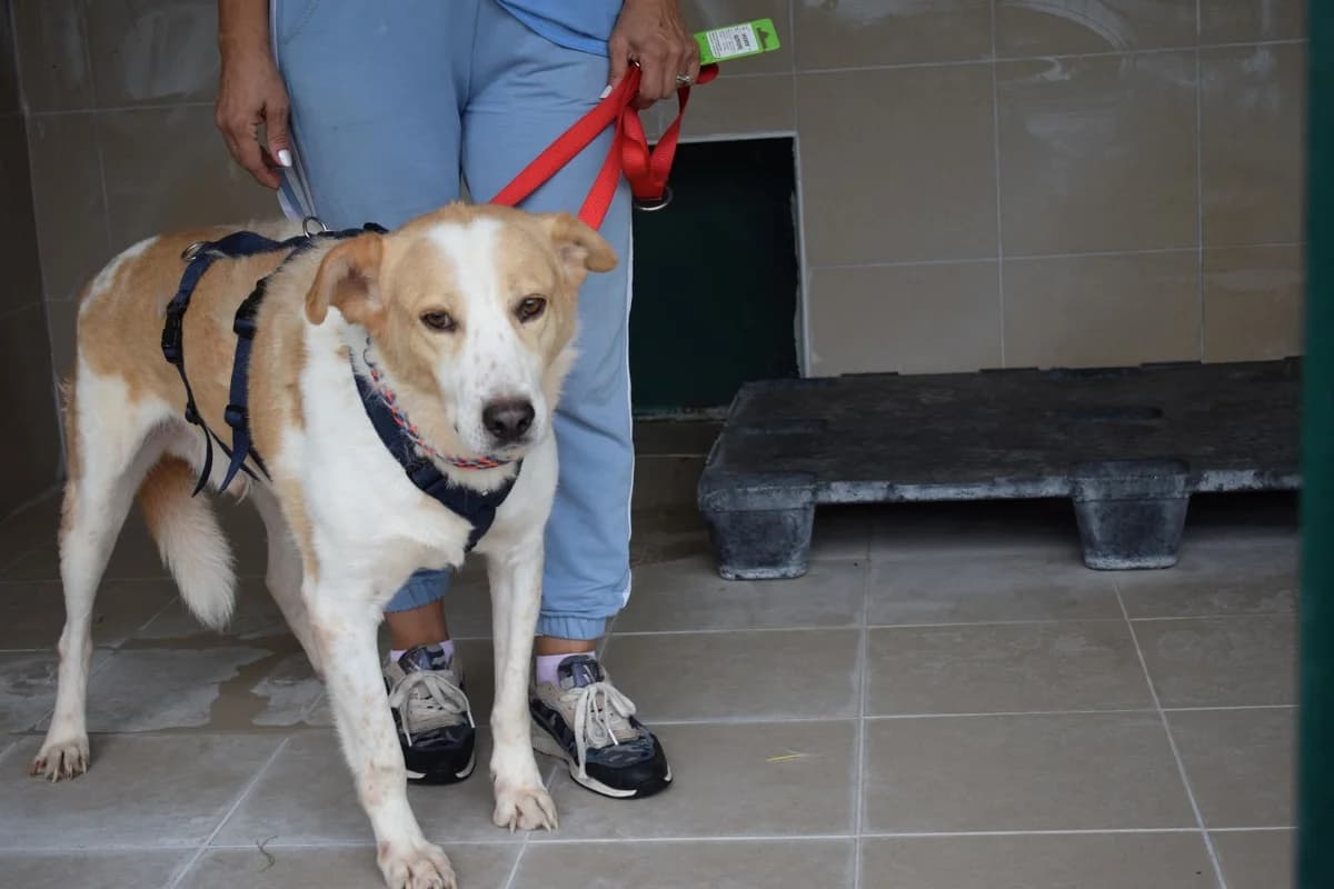 Pinto, male 7yo Mixed Breed for adoption at Fellnasen Stuttgart e.V., Stuttgart