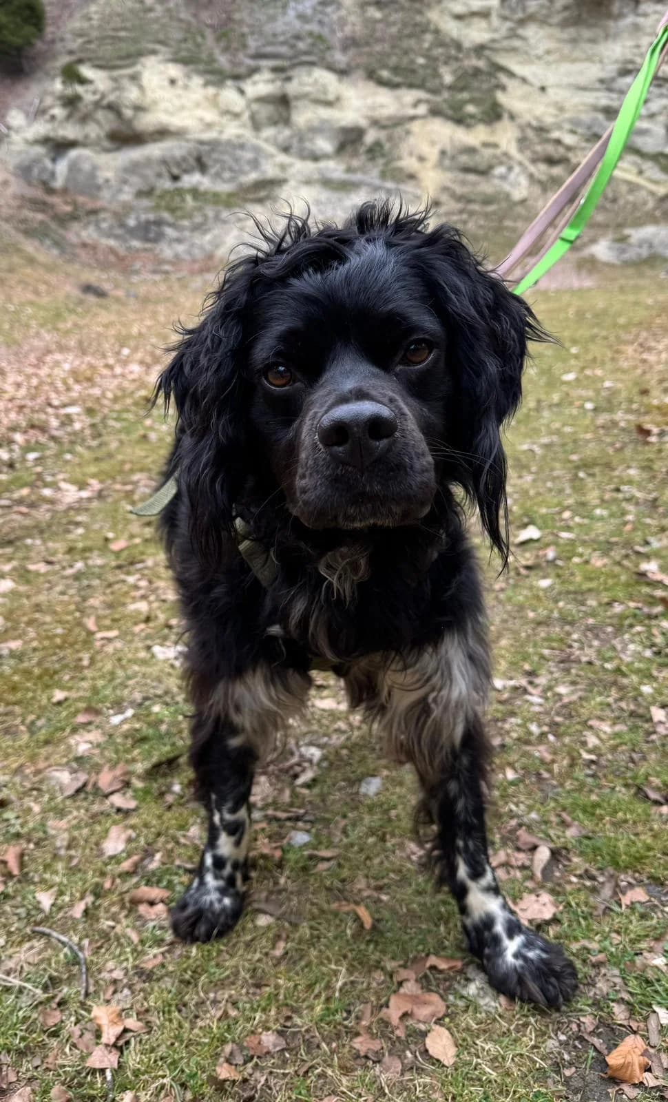Pixel, Mixed Breed (Fellnasen Stuttgart e.V.)