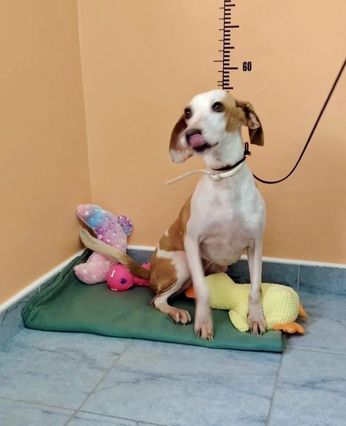 Pixie, female young Mixed Breed for adoption at Fellnasen Stuttgart e.V., Stuttgart