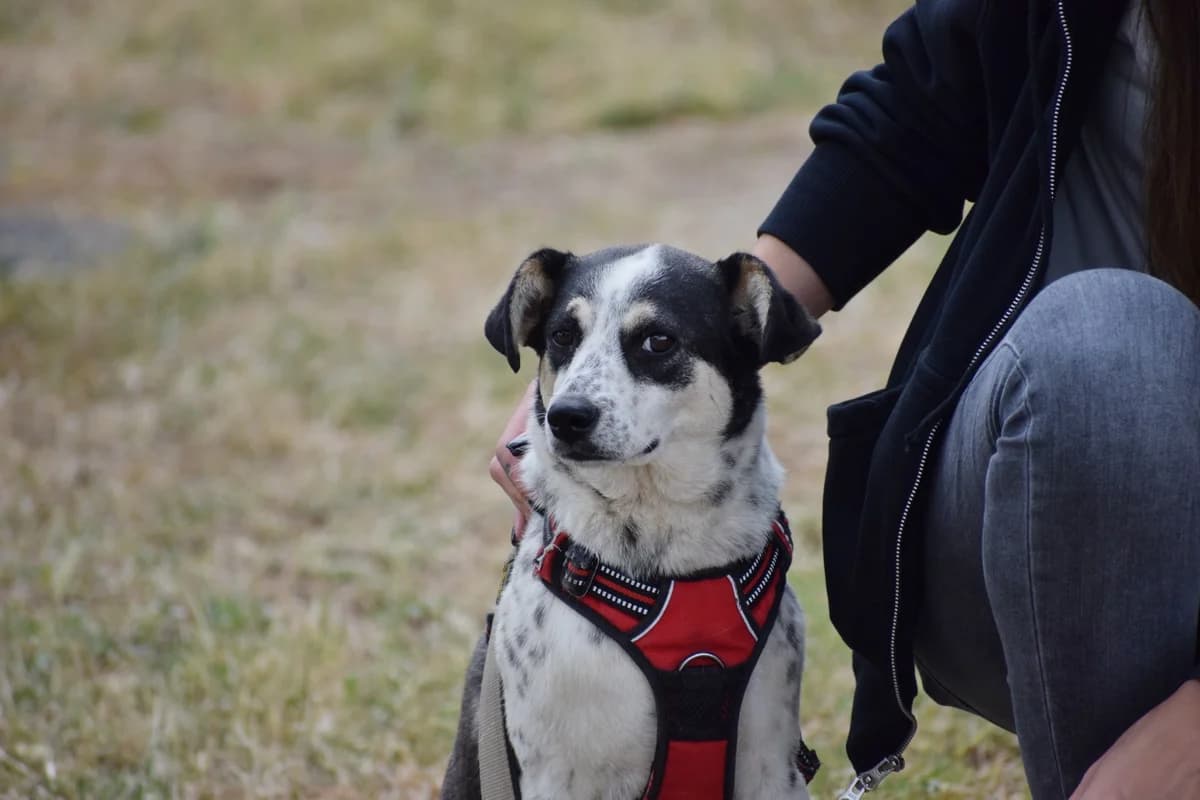 Poco, male young Mixed Breed for adoption at Fellnasen Stuttgart e.V., Stuttgart