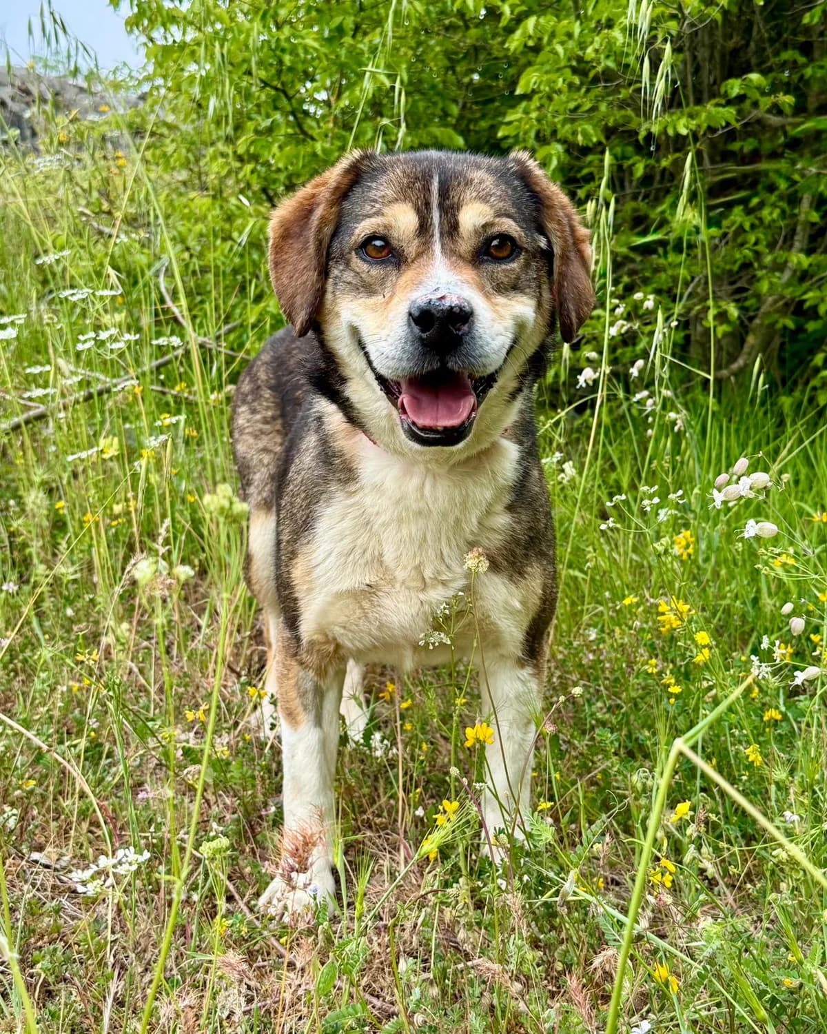 Poli, Mixed Breed (Fellnasen Stuttgart e.V.)