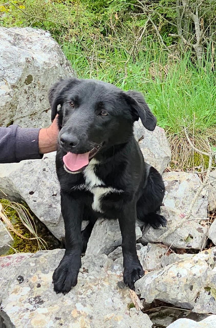 Porta, Mixed Breed (Fellnasen Stuttgart e.V.)