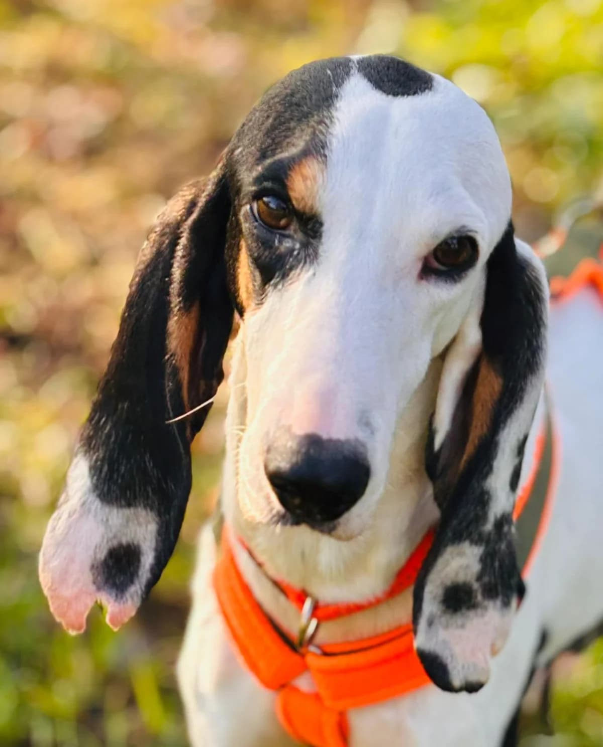 Puaro, male young Mixed Breed for adoption at Fellnasen Stuttgart e.V., Stuttgart